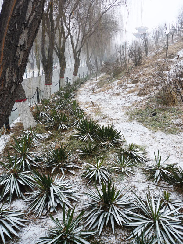 春雪