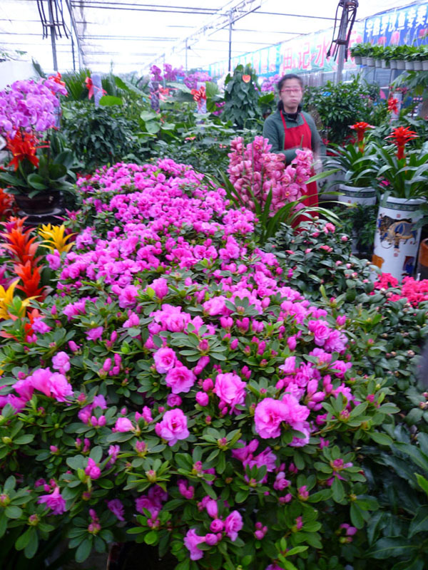 送花果 拜大年