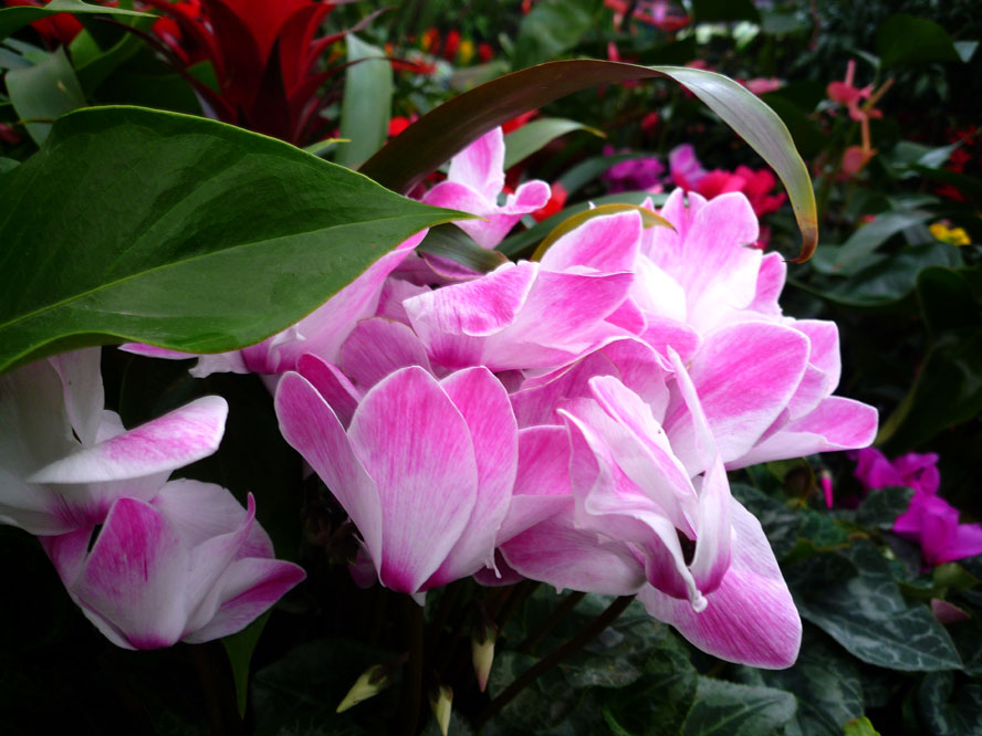 送花果 拜大年