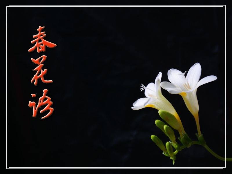 [原创]年三十拍的香雪兰