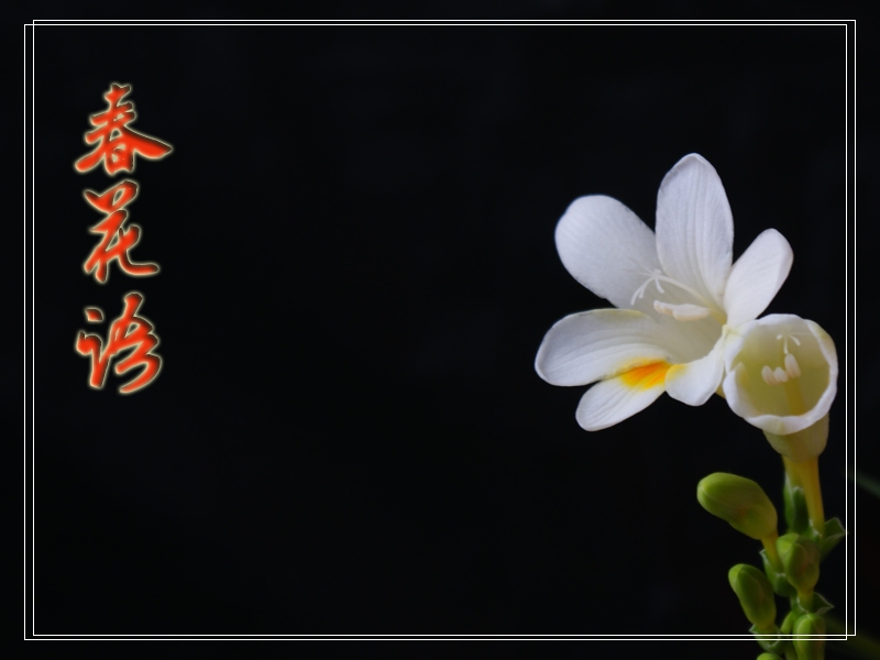 [原创]年三十拍的香雪兰