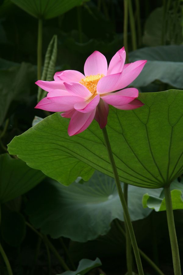 高洁（再上几张习作）