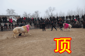 <月上树梢>的拍摄数据