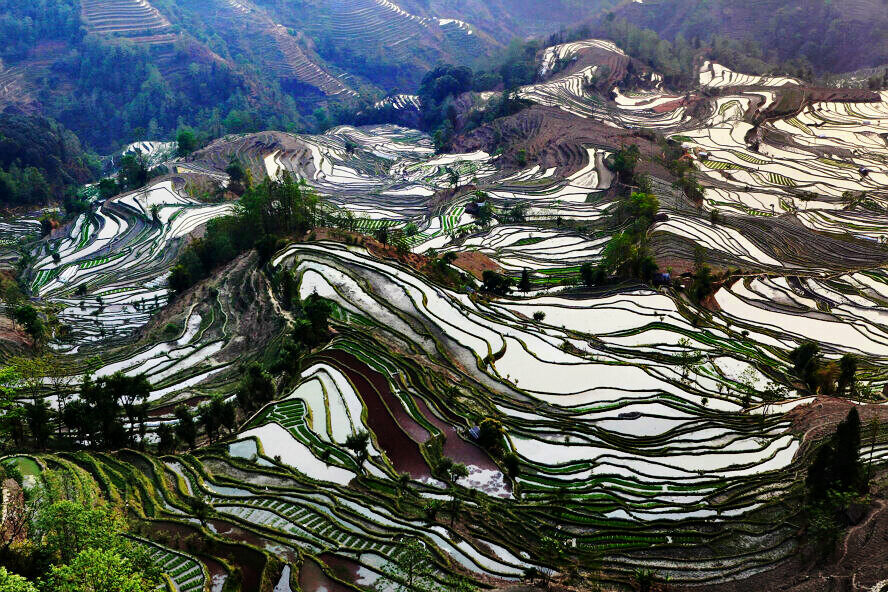 元阳梯田（组）