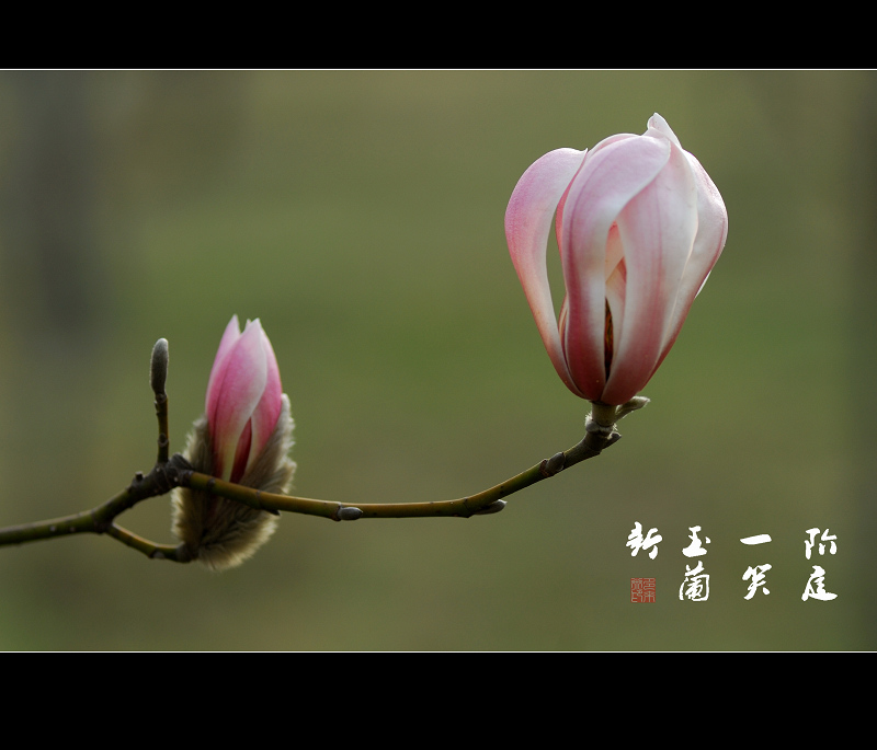 风沙后的玉兰!!