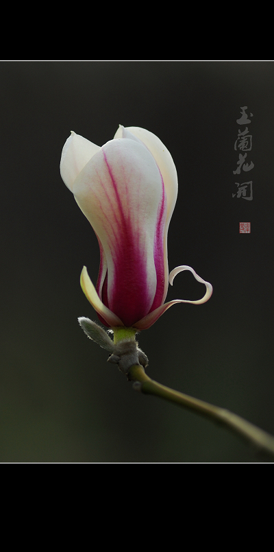 风沙后的玉兰!!