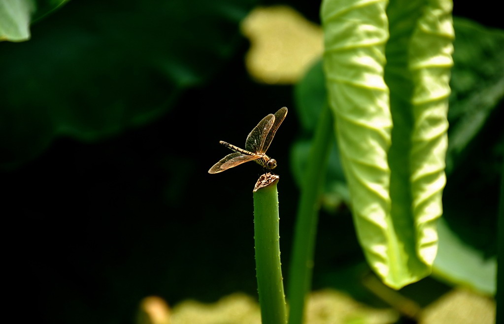 蜻蜒