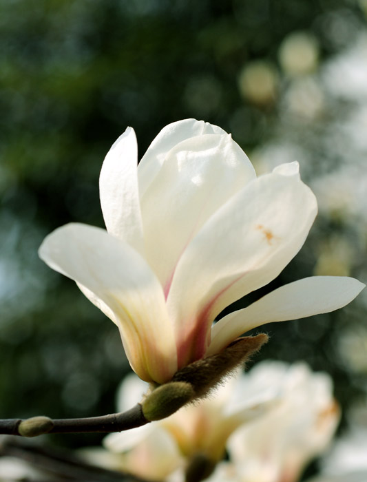 花之恋