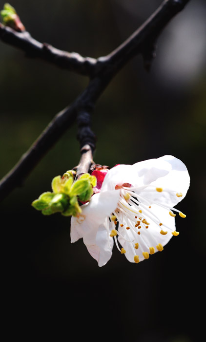 花之恋