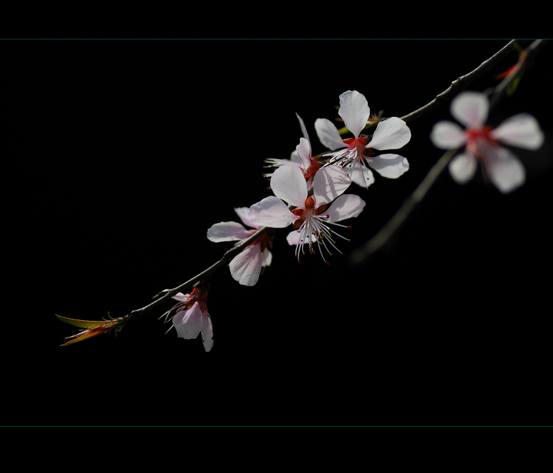 杏花朵朵开!