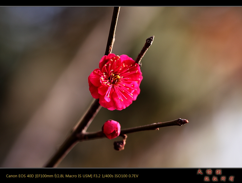 新蕾春色（以修正）