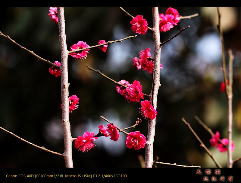 新蕾春色（以修正）