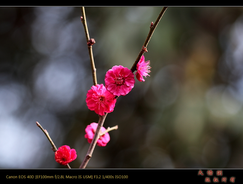 新蕾春色（以修正）