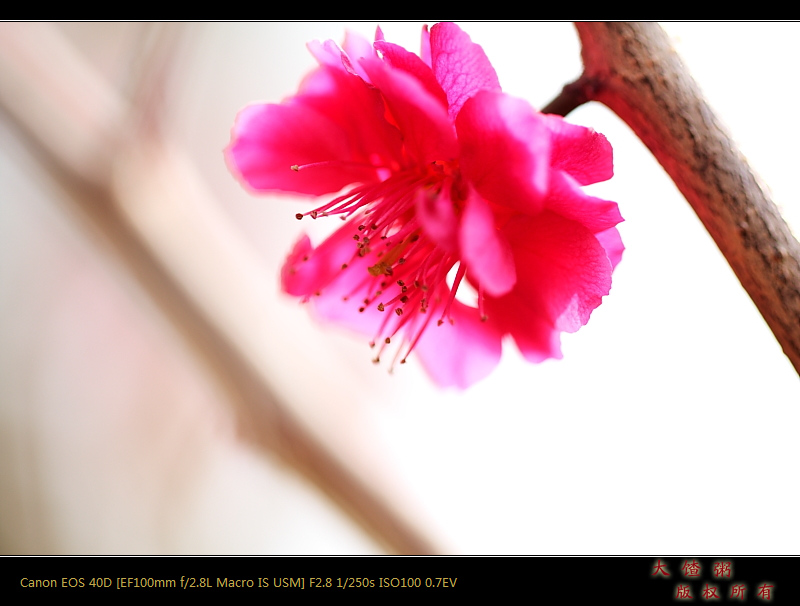新蕾春色（以修正）
