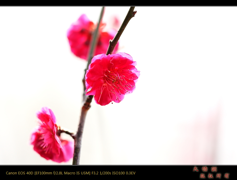 新蕾春色（以修正）