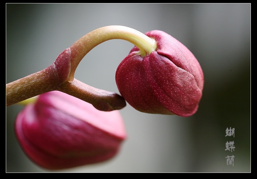花的约会