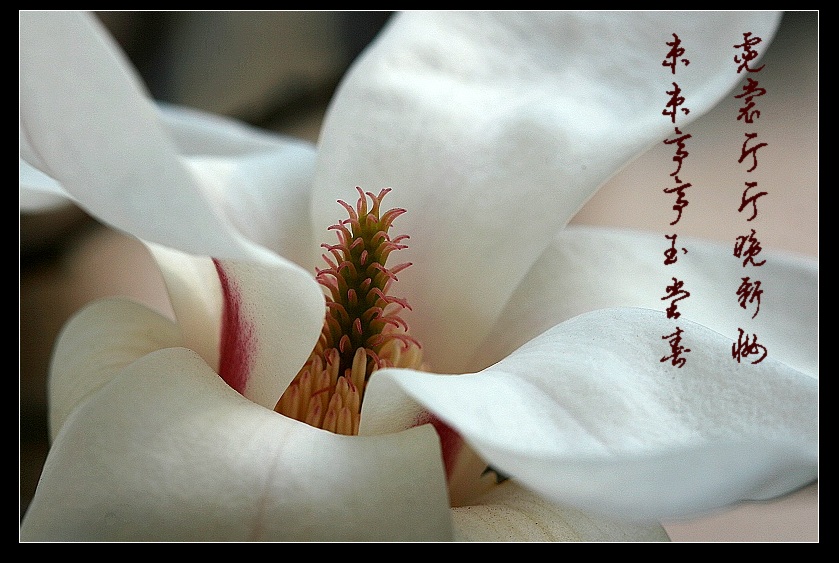 花的约会