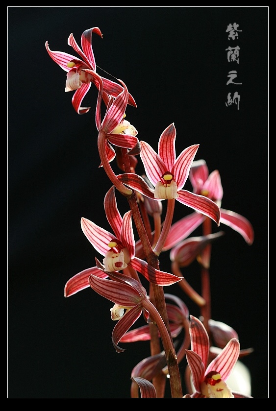 花的约会