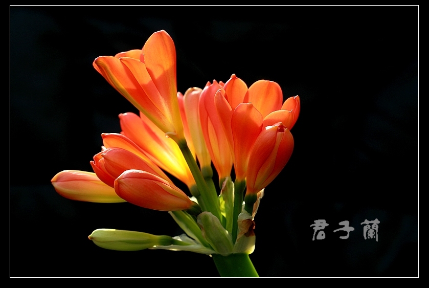 花的约会