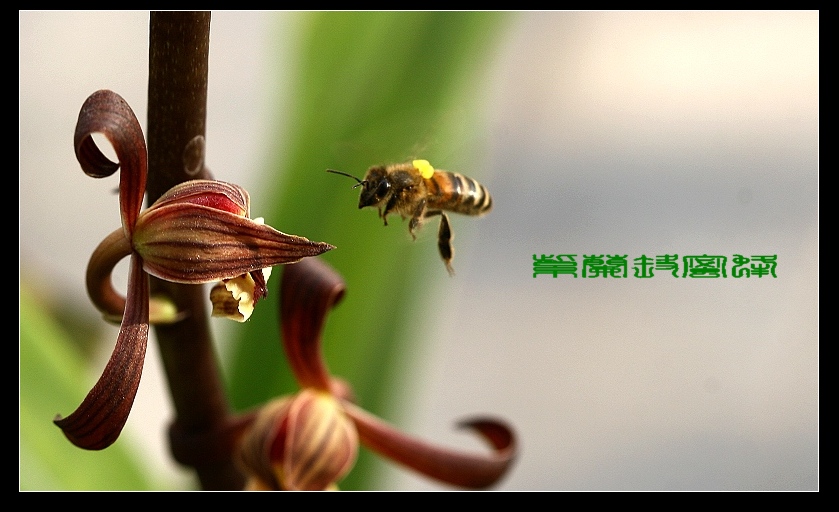 花的约会