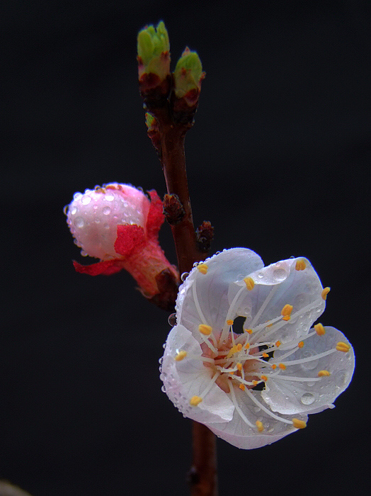 恰到杏花初开时