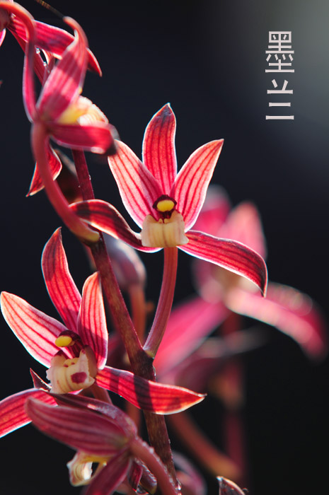 庭院小花