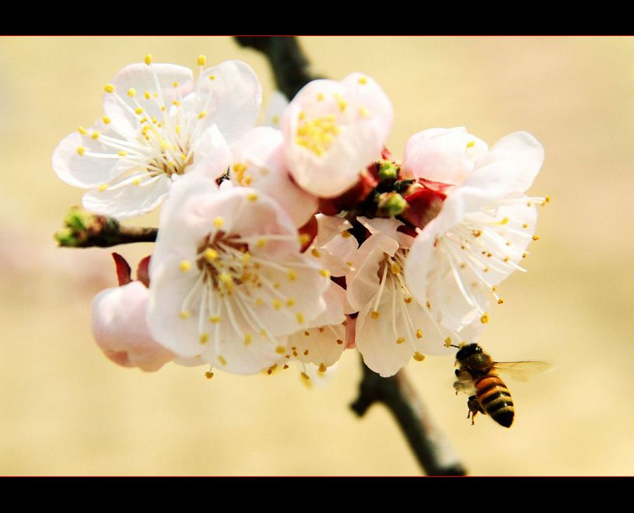 杏花粉娇诱蜜蜂