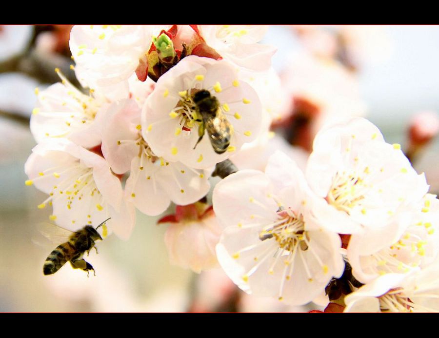 杏花粉娇诱蜜蜂