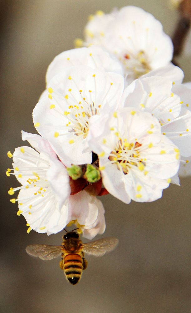 杏花粉娇诱蜜蜂