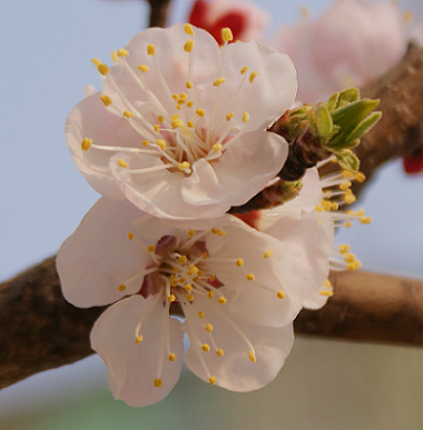 梨花