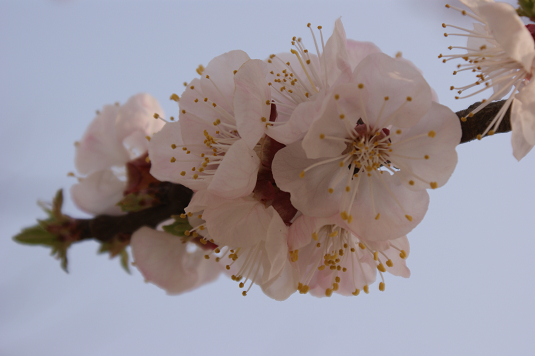 梨花