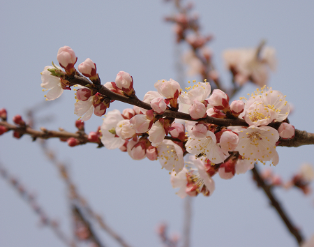 梨花