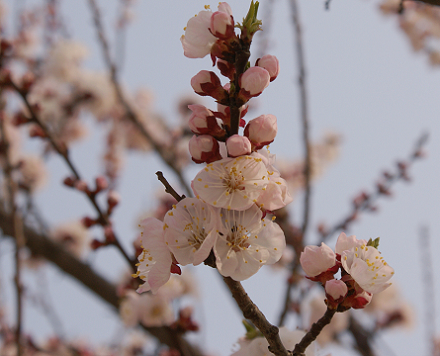 梨花