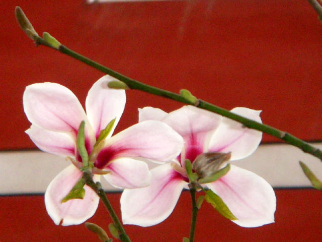 玉兰花开