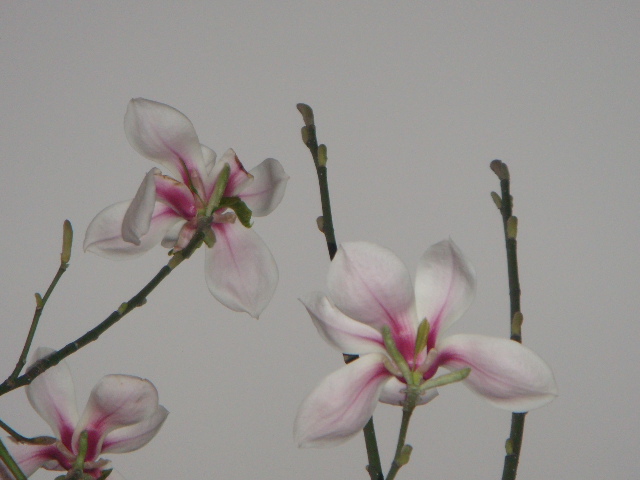玉兰花开