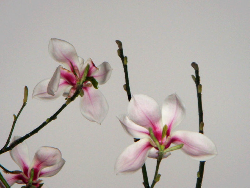 玉兰花开