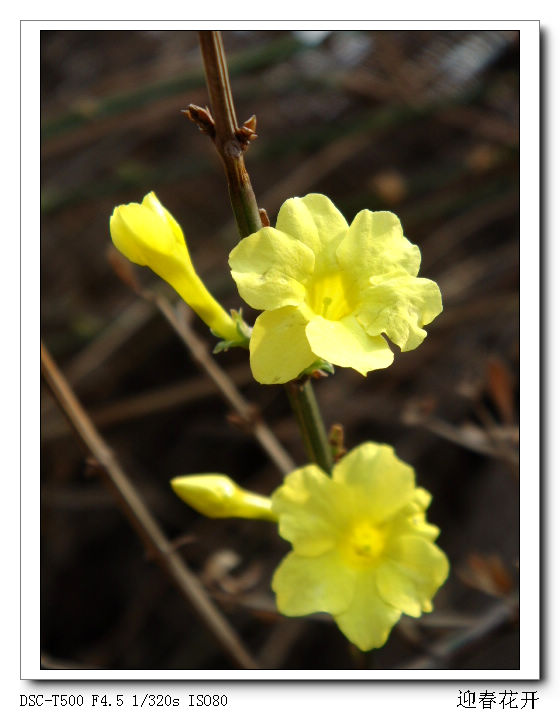迎春花