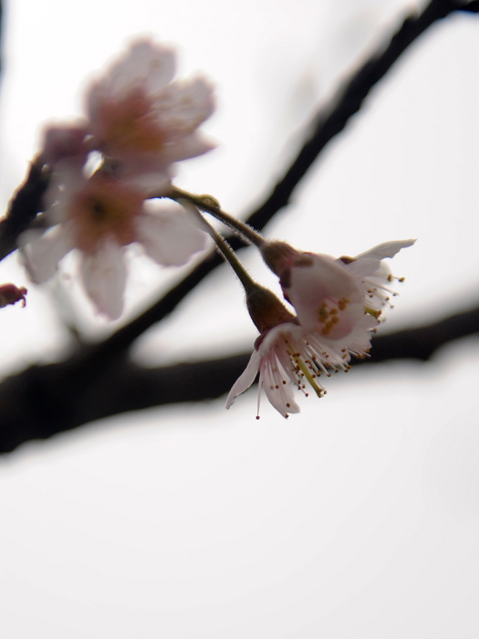 恰到杏花初开时【2】