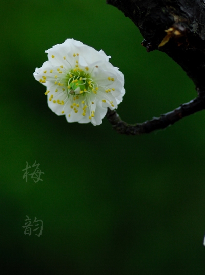 梅之韵