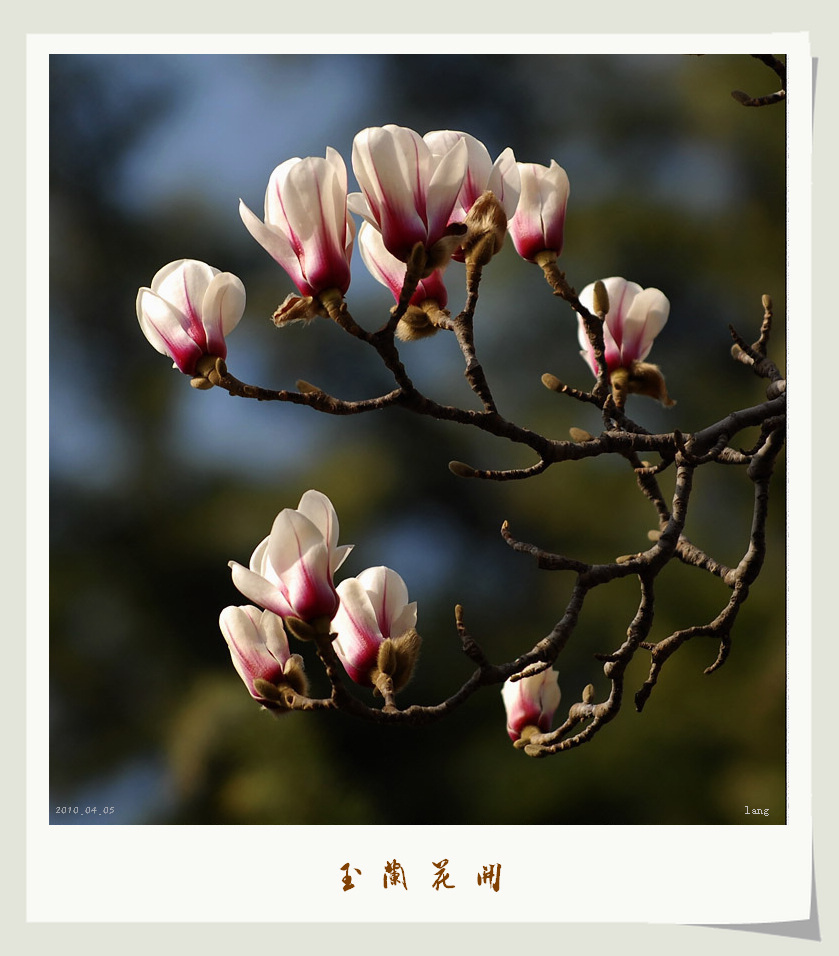 “春天的记忆”摄影比赛投稿专帖
