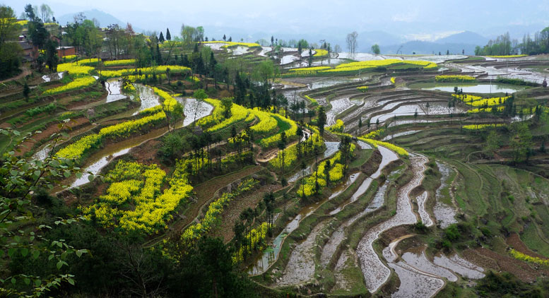 中国最美的油菜花海