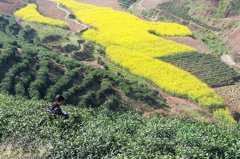 茶乡风光