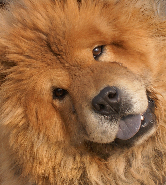 小狗脸部照片