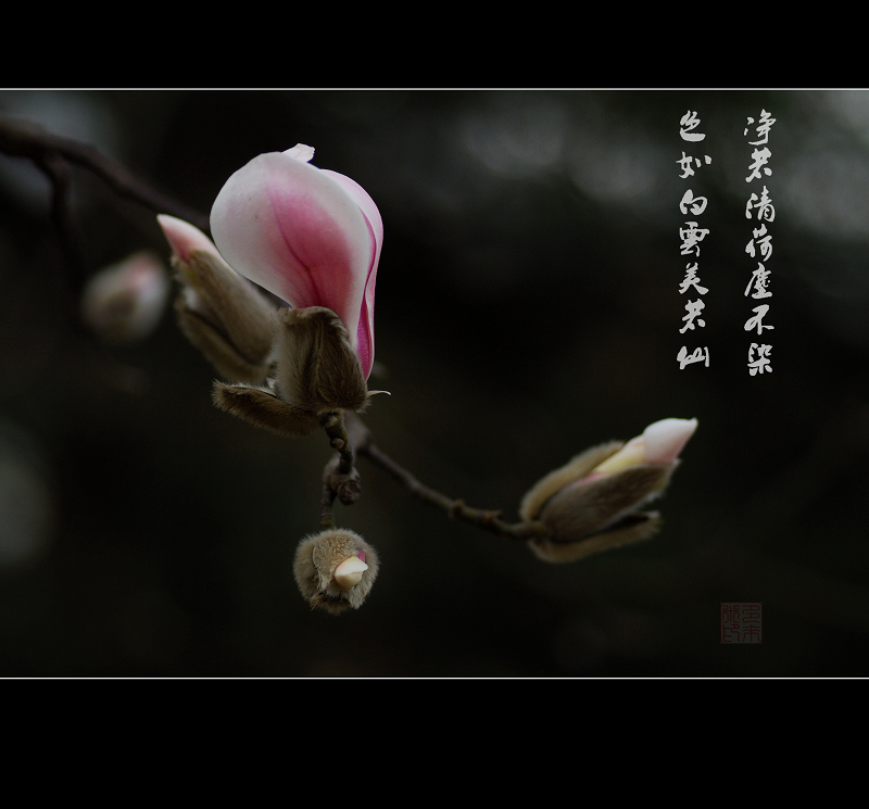 “春天的记忆”摄影比赛投稿专帖