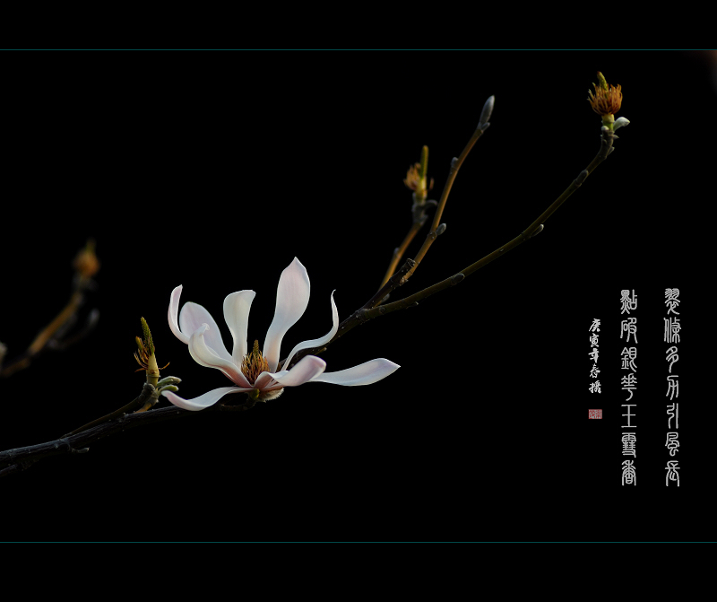 “春天的记忆”摄影比赛投稿专帖