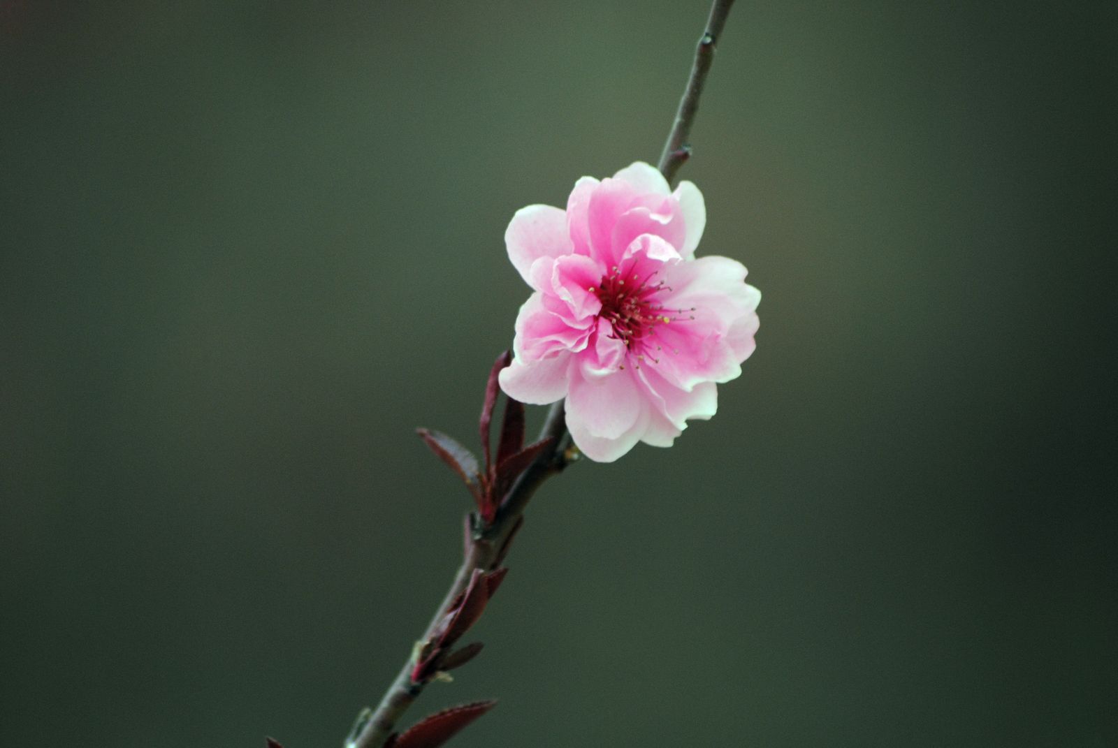 采花