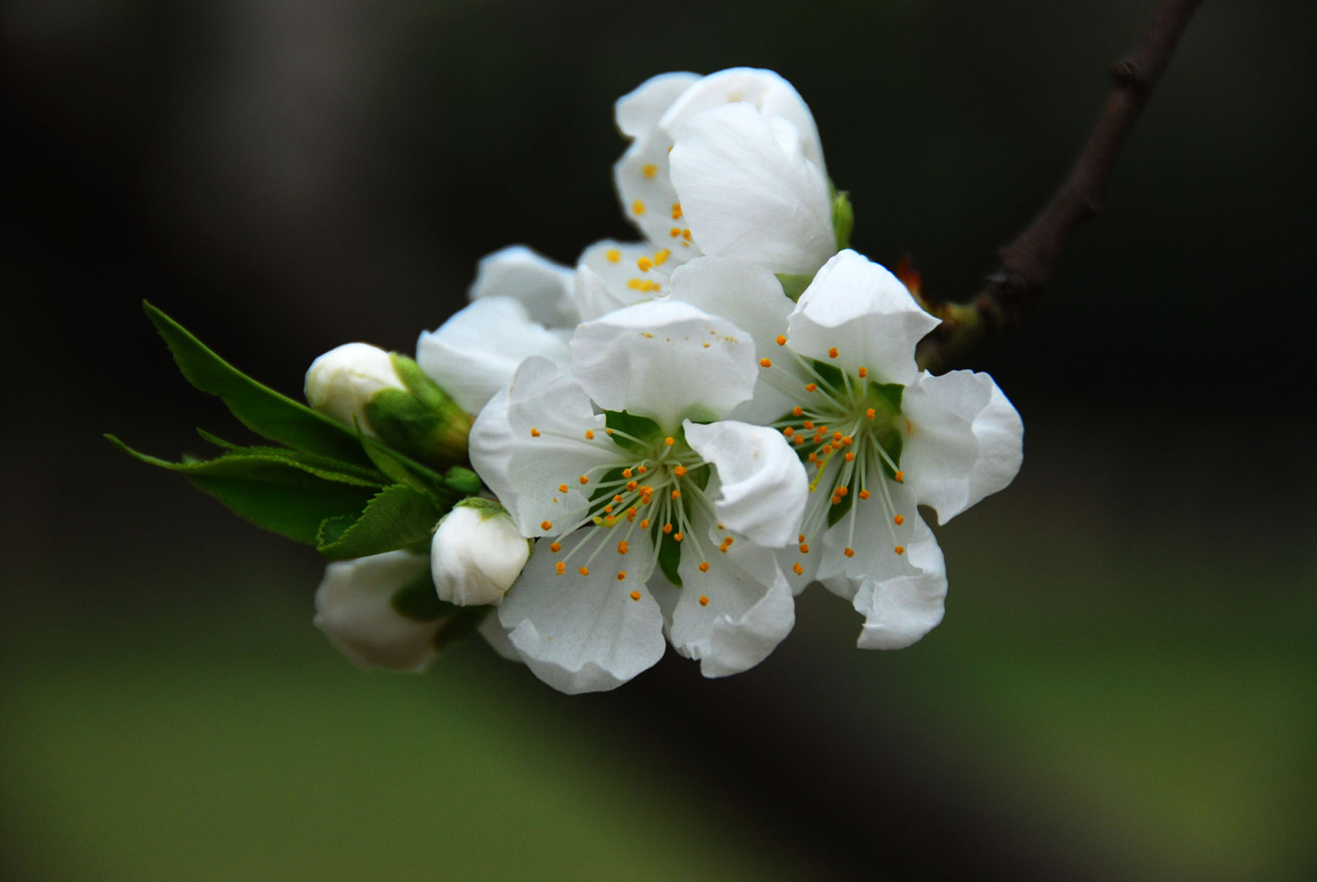 春暖花开