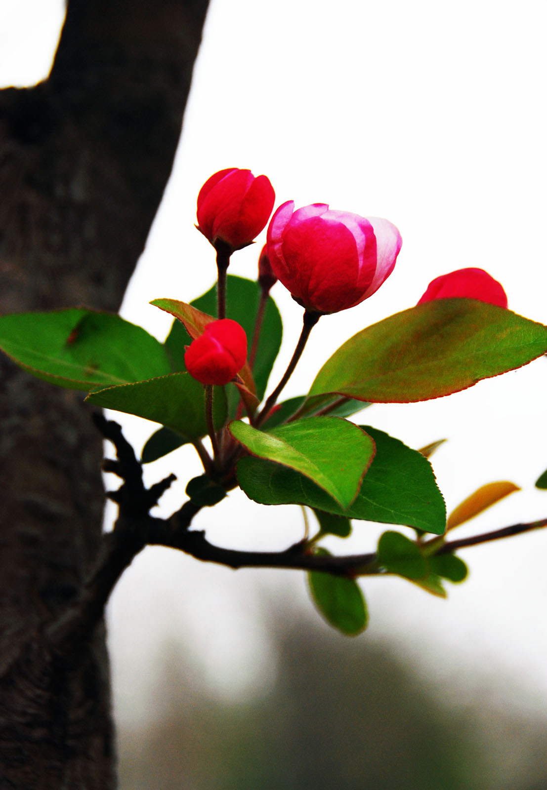 春暖花开