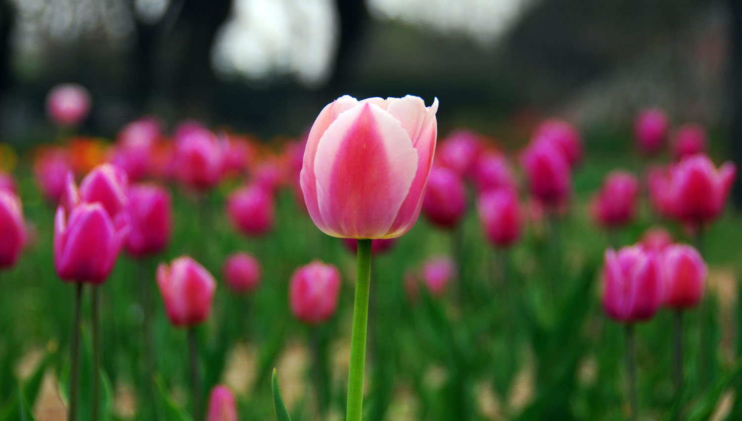 春暖花开