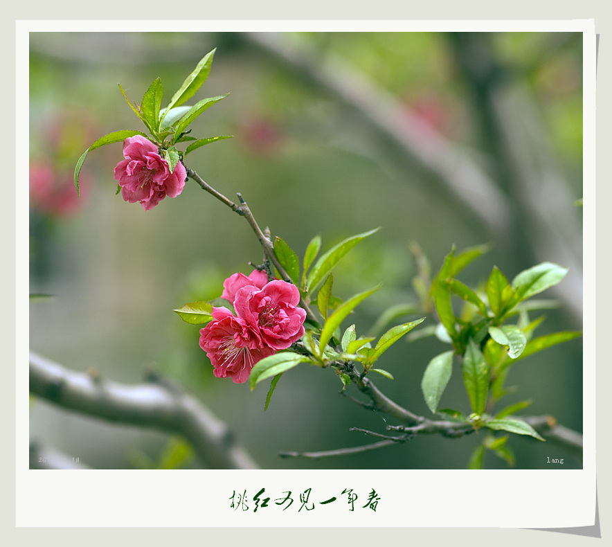 桃红又见一年春